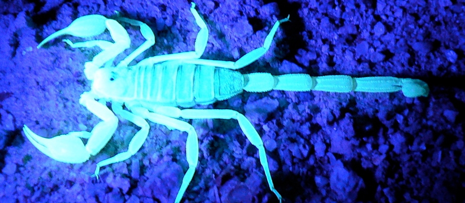 This image has an empty alt attribute; its file name is blue-scorpion-1.jpg